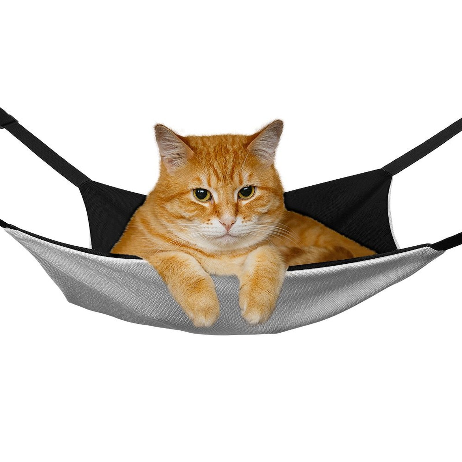 Cat in a hanging pet hammock. Black straps and gray hammock for comfort. Suitable for cats and small dogs.